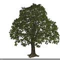 Arbor With Lush Green Foliage And Strong Trunk In Natural Setting