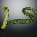 Green Snake With Open Mouth And Black Spots On Its Long Body Against Dark Background