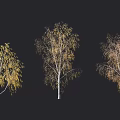 Autumn Birch Trees With Yellow Brown Foliage And White Trunks On Black Background