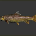 Colorful Spotted Rainbow Trout With Brown And Yellow Body On Gray Background