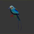 Colorful Blue Bird with Orange and Brown Wings Long Tail on Gray Background