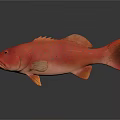 Modern Fish Coral Trout Rainbow Trout Three Monarch 3d model