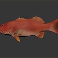 Modern Fish Coral Trout Rainbow Trout Three Monarch 3d model