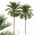 Decorative Ornament Set with Palm Trees Green Leaves and Red Fruits