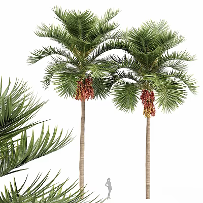 Decorative Ornament Set with Palm Trees Green Leaves and Red Fruits 3d model