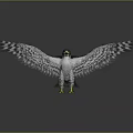 Spreading Wings Falcon With Black And White Spotted Feathers Yellow Talons Grey Background Reflective Ground