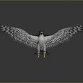 Modern Eagle Falcon Eagle 3d model