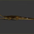 Realistic 3D Crocodile Model with Open Mouth and Brown Skin Texture on Gray Background