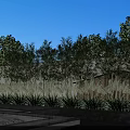 Bamboo Plants In Modern Outdoor Landscape Design With Green Trees And Clear Blue Sky