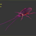 Reddish Purple Cockroach With Long Antennae And Yellow Legs On Gray Background