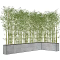 Tall Lush Green Bamboo Stalks Growing in Concrete Planter Rows