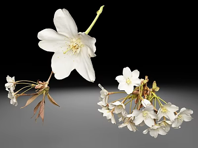 White Cherry Blossom Branches With Delicate Petals And Stamens On Black Background 3d model