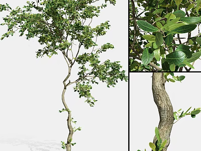 Lush Green Arbor With Curved Branches Fresh Leaves And Textured Trunk 3d model