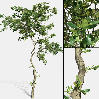 Lush Green Arbor With Curved Branches Fresh Leaves And Textured Trunk 3d model