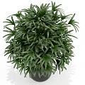 Lush Green Potted Plant With Multiple Stems In Black Modern Pot For Home Decor