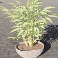 Potted Bonsai Bamboo Plant With Lush Green Leaves And Terracotta Pot