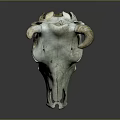 Veterinary Medical Device Animal Skull Model With Horns And Greenish Color