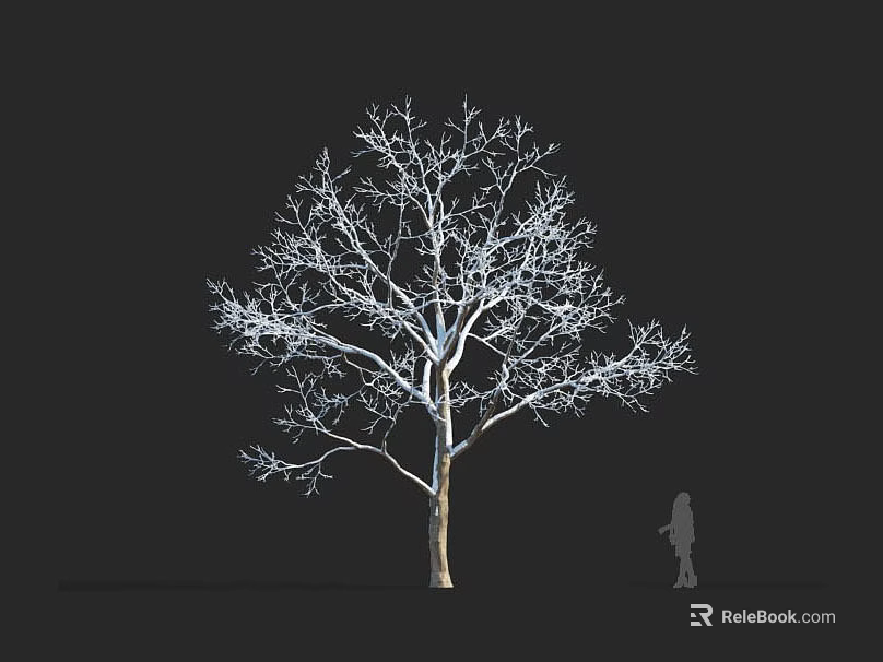 Leafless Tree With Straight Trunk Spreading Branches Against Black Background Human Silhouette For Size Comparison 3d model