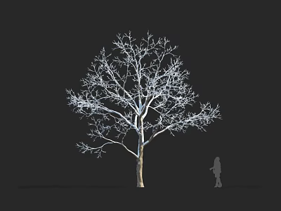 Leafless Tree With Straight Trunk Spreading Branches Against Black Background Human Silhouette For Size Comparison 3d model