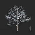 Leafless Tree With Straight Trunk Spreading Branches Against Black Background Human Silhouette For Size Comparison 3d model