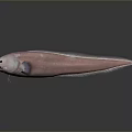 Pink Aquatic Fish With Long Body Large Eyes And Whisker Like Structures On Dark Background
