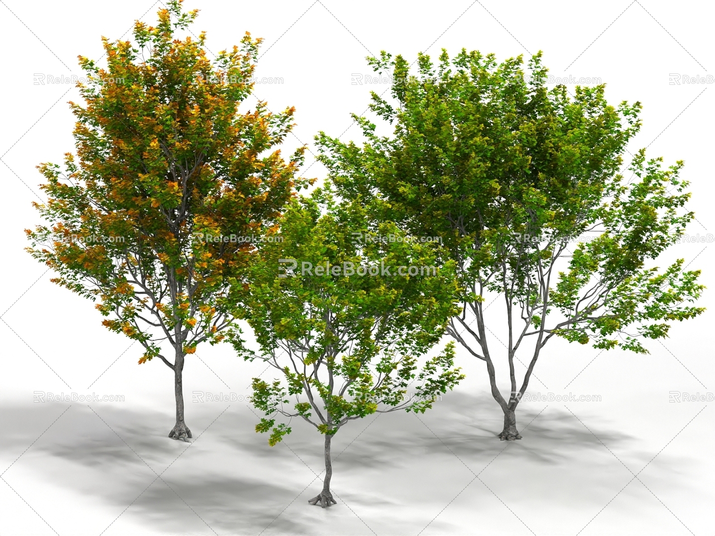 maple cork maple landscape trees trees big trees 3d model