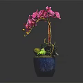 Purple Orchid Plant With Vibrant Blooms In Blue Ceramic Pot And Green Leaves