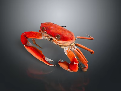 Red Crab Close Up View With Vibrant Color And Detailed Claws On Dark Background 3d model