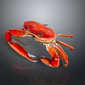 Red Crab Close Up View With Vibrant Color And Detailed Claws On Dark Background