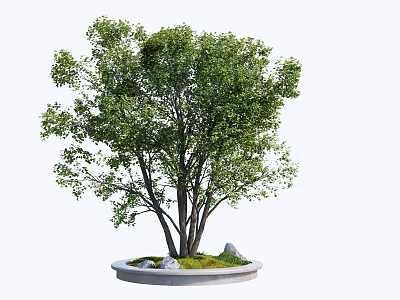 Lush Green Arbor With Multiple Trunks On Circular Stone Base With Moss And Stones 3d model