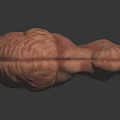 Detailed 3D Human Anatomical Organ Model With Realistic Texture On Dark Background