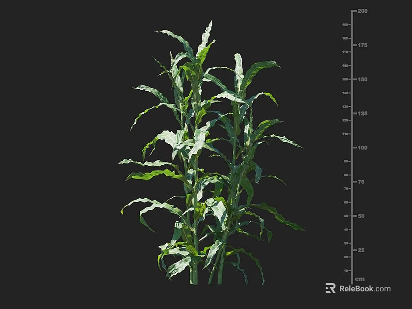 Healthy Corn Crop Plant With Green Leaves And Height Measurement Scale 3d model 