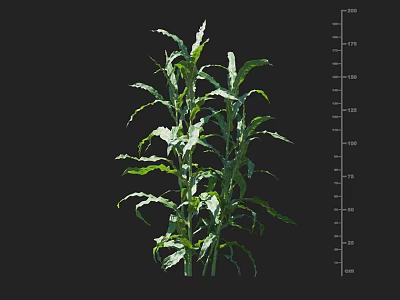 Healthy Corn Crop Plant With Green Leaves And Height Measurement Scale 3d model