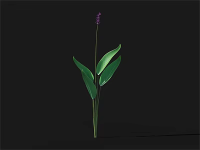Green Plant With Slender Stem Purple Flower And Lush Green Leaves 3d model