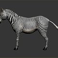 Modern zebra animals 3d model