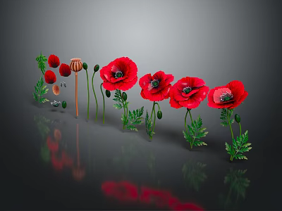 Red Poppies With Green Stems And Leaves On Gray Background With Reflections 3d model