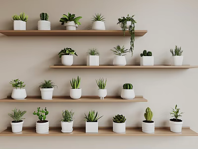 Potted Bonsai Plants Arranged On Wooden Shelves With White Pots And Various Greenery 3d model