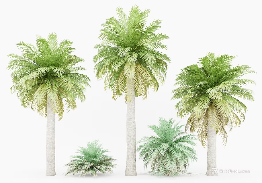 Lush Green Palm Trees With Various Heights and Lush Fronds in Natural Growth 3d model 