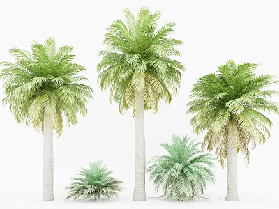 Lush Green Palm Trees With Various Heights and Lush Fronds in Natural Growth 3d model