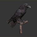 Modern crow crow bird bird 3d model