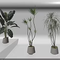 Indoor Potted Plants With Various Leaf Shapes In White Planters On Platform
