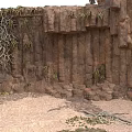Rocky Stone Cliff With Wooden Tree Roots And Small Green Plants In Natural Environment