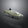 Shiny Silver Fish With Shiny Body Black Fins And Distinctive Eyes On Gray Background