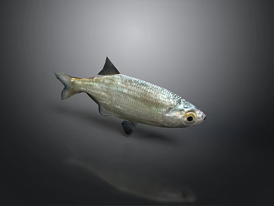 Shiny Silver Fish With Shiny Body Black Fins And Distinctive Eyes On Gray Background 3d model