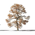 Autumn Deciduous Arbor With Golden Orange Foliage And Person Silhouette Against White Background Casting Shadow