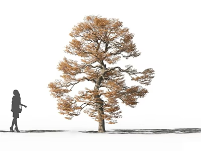 Autumn Deciduous Arbor With Golden Orange Foliage And Person Silhouette Against White Background Casting Shadow 3d model