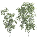 Lush Green Vines With Foliage Climbing White Tree Trunks Near Silhouette Of Person