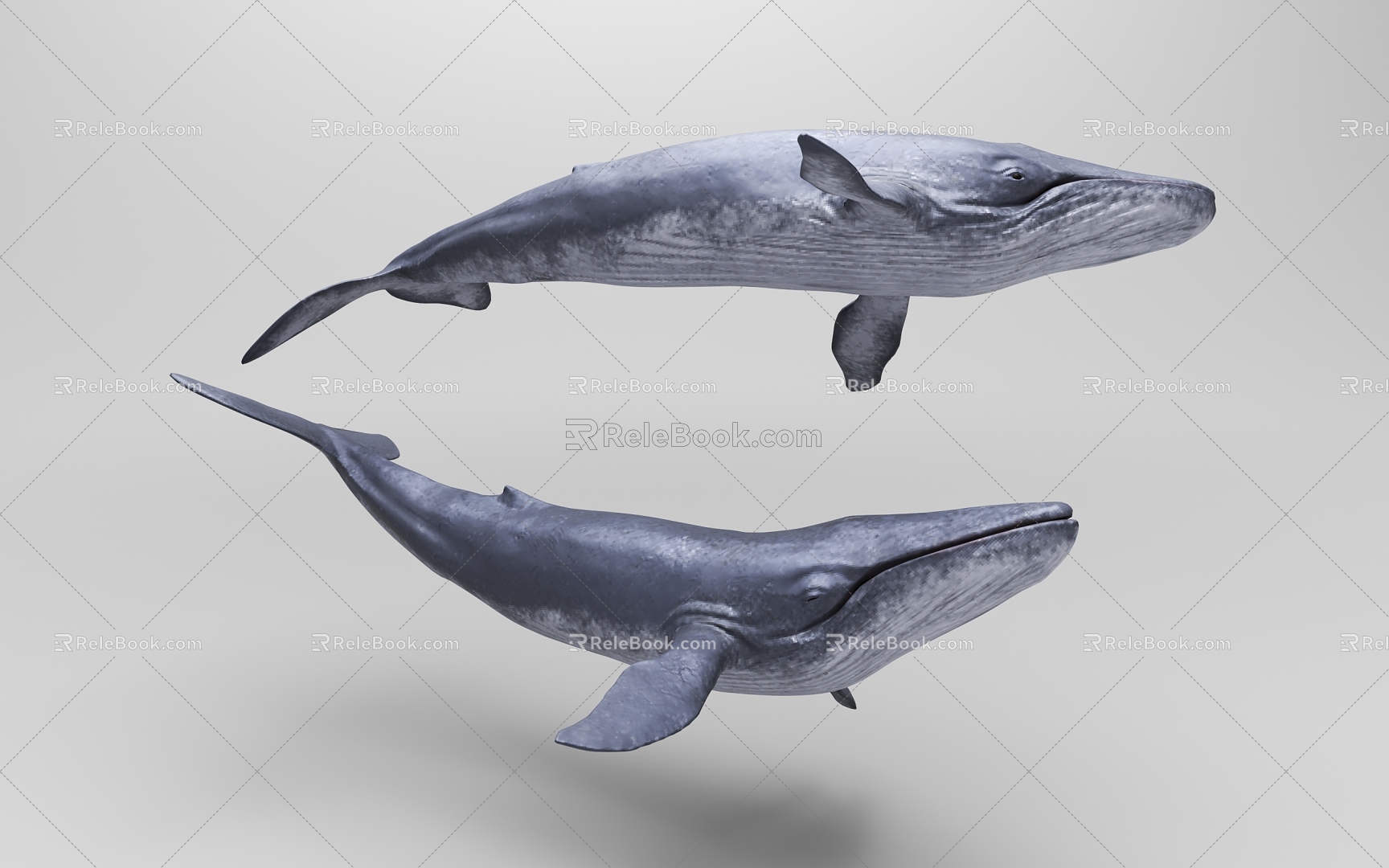 Whale 3d model