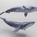 Whale 3d model