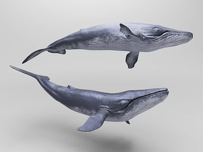 Two Realistic 3D Rendered Whales As Aquatic Animals In Lifelike Swimming Pose 3d model